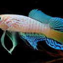 Fish Freaks