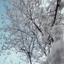 snow #revival