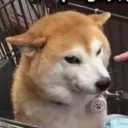 色柴柴殿堂