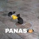 🅿🅰🅽🅰🅻🅰🅽🅳🤝