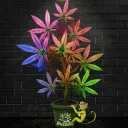 Solana Cannabis Growers Club