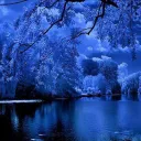 Frost Fox's Winter Home