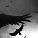 🦅・ᴿⱽᴺ Team #Public avatar