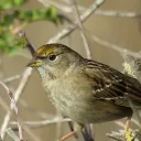 South Bay Birds - Discord
