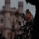 Zyrine's Attic | Discontinued