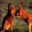 DownUnder Degens
