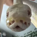 Derp Snake Sanctuary