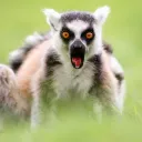 The Lemur Hideout
