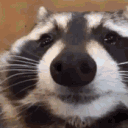 CAMBANA DOS TANUKIS