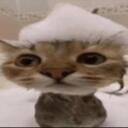 Catcon Discord Server Icon