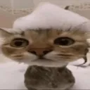 Catcon Discord Server Icon