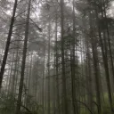 Friendly forest 💞
