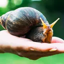 Snailbun's Writing Cafe