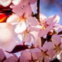 🌸 Cherry Blossom 🌸