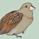 Sparrow's Woodland