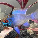 Aquaristik & Aquascaping