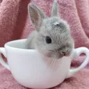 tea party