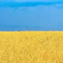 Unite for Ukraine