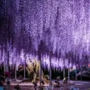 The Cats of Wisteria