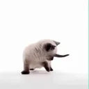 Cats Cheese join