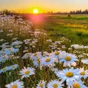 WILDFLOWER⤾·