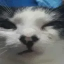 Servidor do GatoGatuno