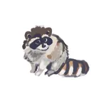 Racoon's Writing Corner
