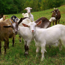 The Goat's Nest