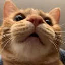 ⟡﹔leis cat corner - gfx﹒