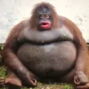 Monke United