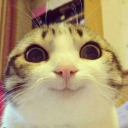 Cat Station Discord server icon