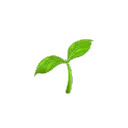 The Undergrowth Investor
