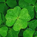 clovers corner