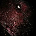 𝘿𝙚𝙖𝙙𝙈𝙪𝙨𝙝𝙧𝙤𝙤𝙢𝙨 Discord Server Icon