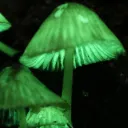 Fungus