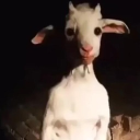 goat