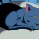 The cat