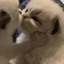 meow