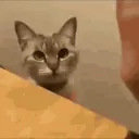 𝔈𝔩 𝔐𝔦𝔠𝔥𝔦𝔰𝔞𝔫𝔱𝔲𝔞𝔯𝔦𝔬 😾