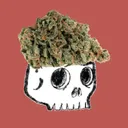 SkullLies