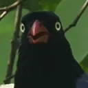†鳥國†