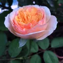 Rose Garden