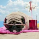 WarmPug's beach