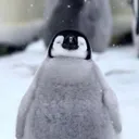 ❄Pingüinidad❄