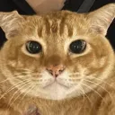 CHUNGUS MEOW!!