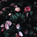 🌹🌷Florist's +18🌺🌸 - discord server icon
