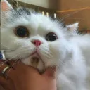 Pero's Cat Cafe