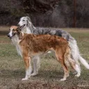 Borzoi