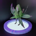 Holo Grams