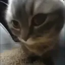 ℭ𝔄𝔗𝔒𝔚ℑ𝔑𝔈 COMUNITY